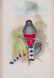 Trogón Roseigaster, lámina de Las aves de Gran Bretaña de John Gould, publicado 1862-73